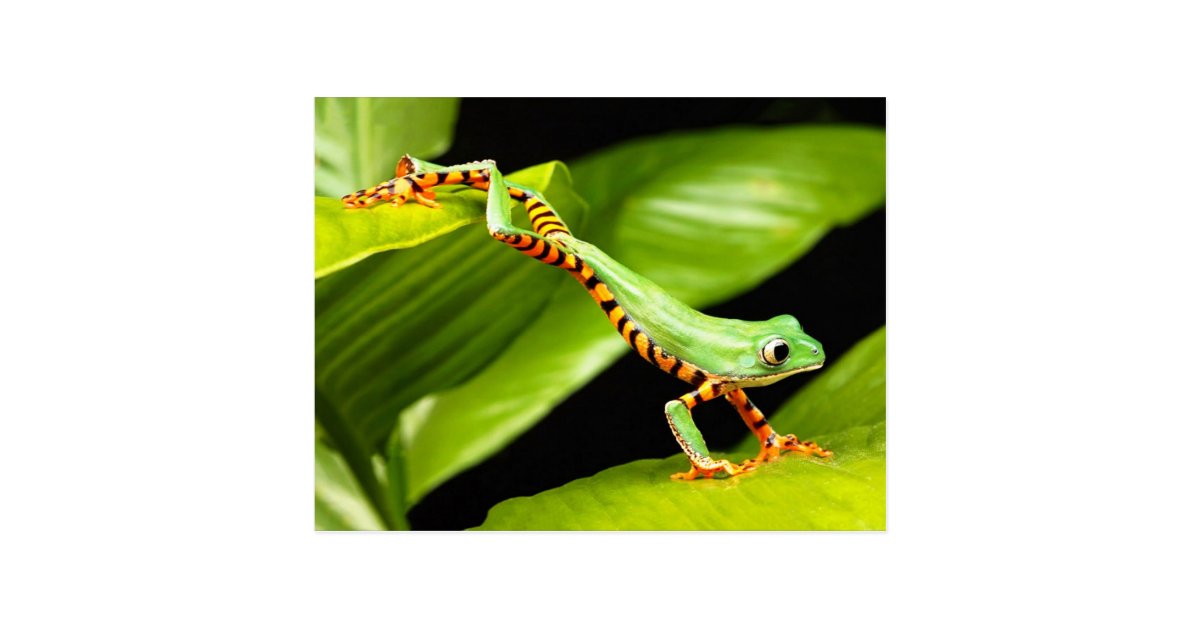 Tree Frog Jump Postcard
