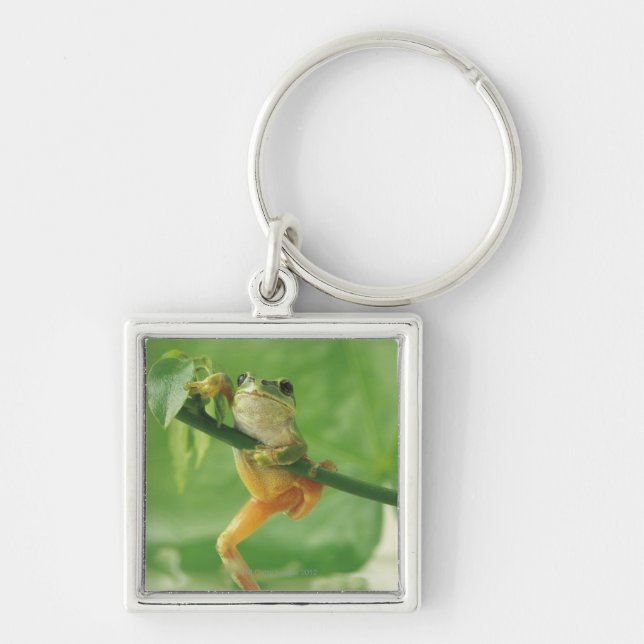 Tree Frog Keychain (Front)