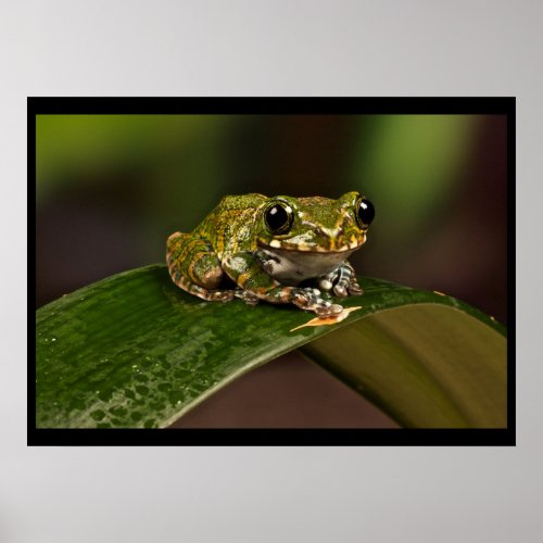 Tree Frog _ Knowsley Safari Park Poster