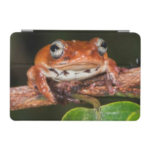 Tree frog Lango Bai Congo iPad Mini Cover