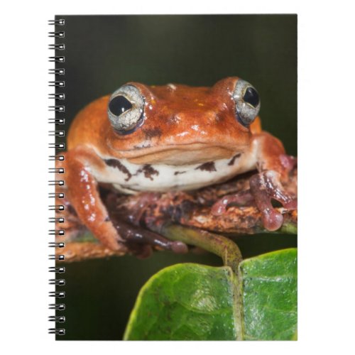 Tree frog Lango Bai Congo Notebook