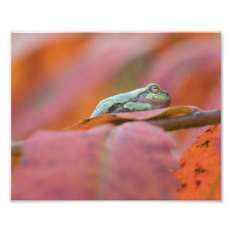 Tree Frog on Sumac In Autumn Photo Print
