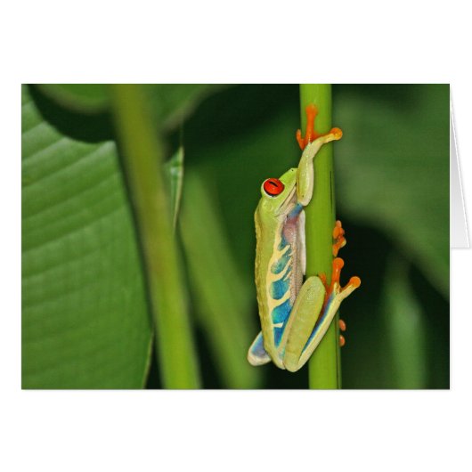 Tree Frog Photo Cards (Front Horizontal)