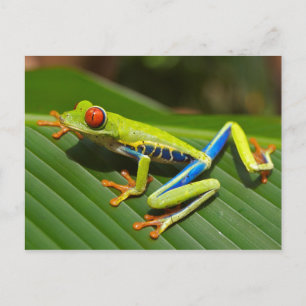 Tree Frog Postcard
