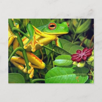 Tree Frog Postcard by freya18801 at Zazzle