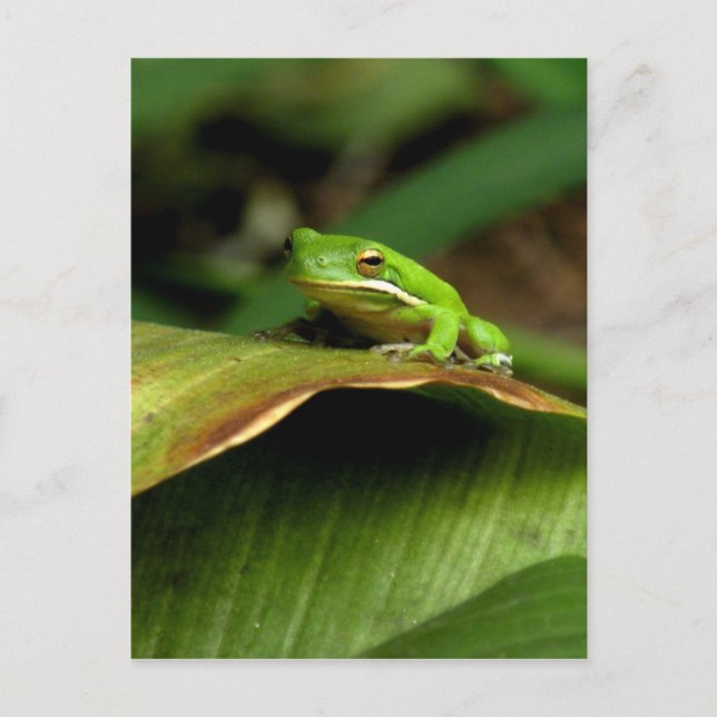 Tree Frog Postcard (Front)