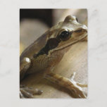 Tree Frog Postcard