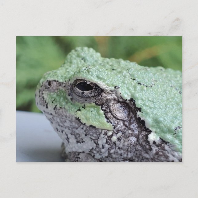 Tree Frog Postcard (Front)