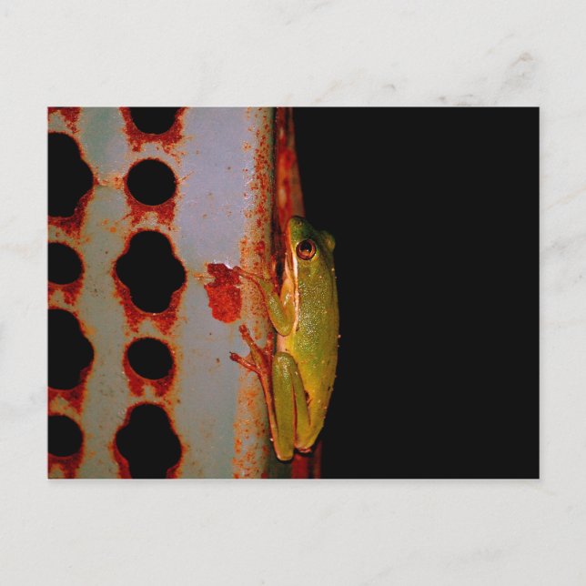 Tree Frog Postcard (Front)