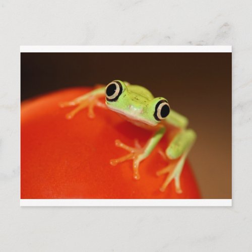 tree frog postcard