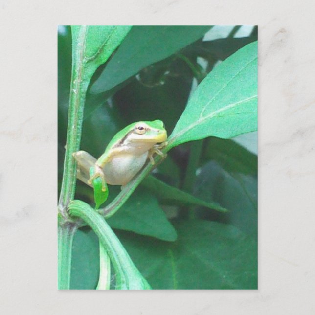 Tree Frog Postcard (Front)