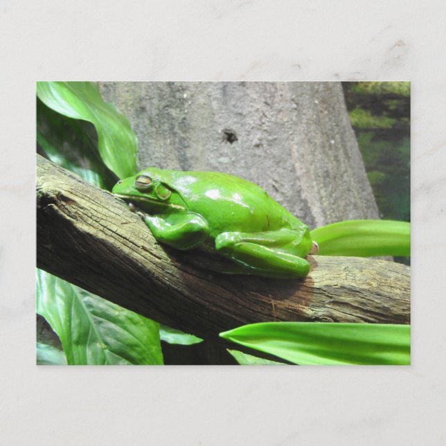 Tree Frog Postcard (Front)