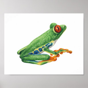 Tree frog poster