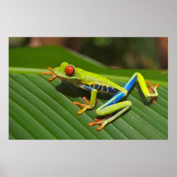 Tree Frog Poster by Amazing_Posters at Zazzle