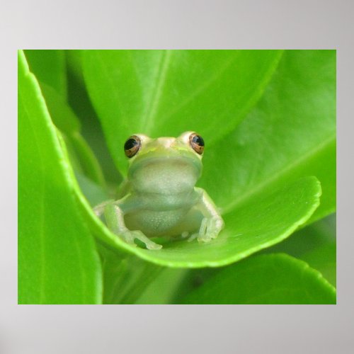 Tree Frog Poster