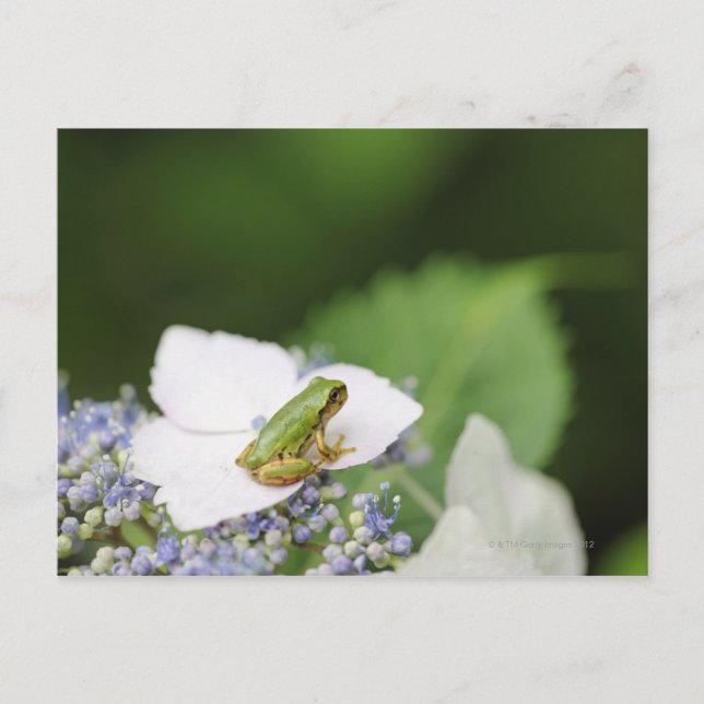 Tree Frog Sitting on a Hydrangea, Hyogo Postcard (Front)