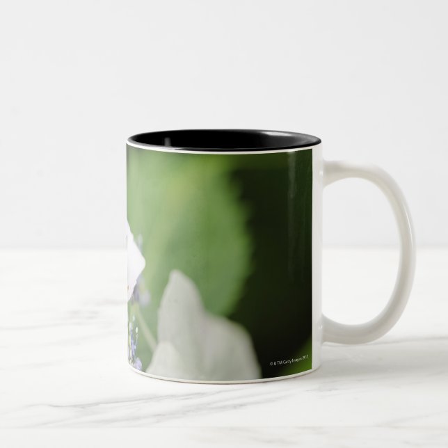 Tree Frog Sitting on a Hydrangea, Hyogo Two-Tone Coffee Mug (Right)