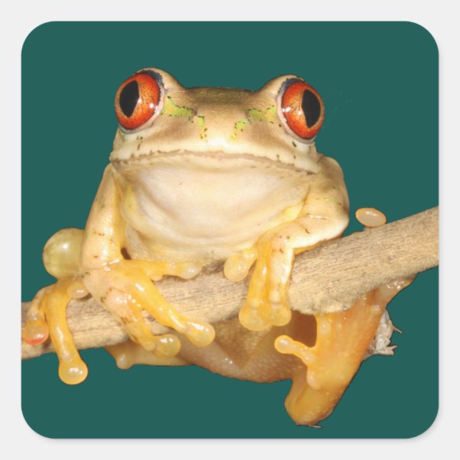 Tree Frog Square Sticker (Front)