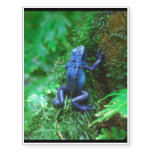 Tree Frog Temporary Tattoos
