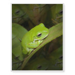 Tree Frog Temporary Tattoos