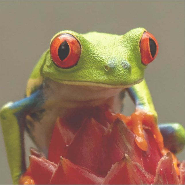 Tree Frog with Red Eyes in Costa Rica Sticker (Front)