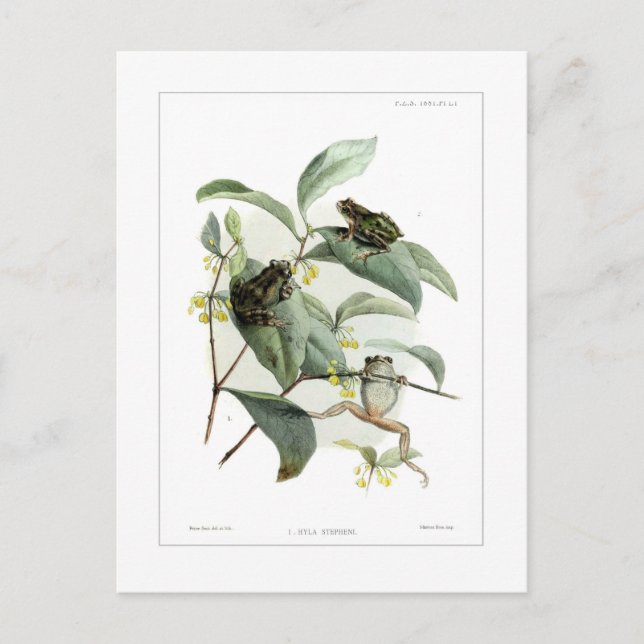 Tree frogs postcard (Front)