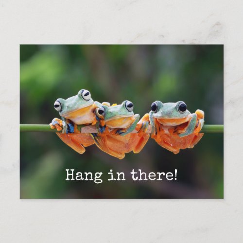 Tree Frogs Trio _ Hang in There Postcard