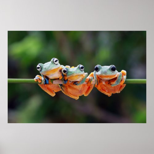 Tree Frogs Trio Poster