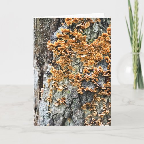 tree fungi holiday card