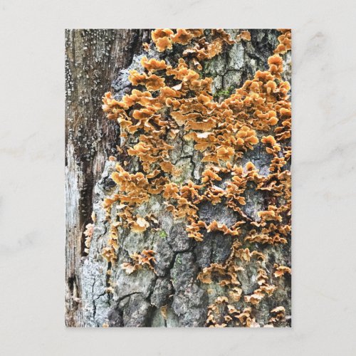 tree fungi postcard