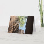 Tree Growing Between Rocks at Zion National Park Card