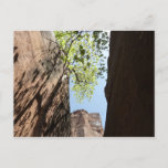 Tree Growing Between Rocks at Zion National Park Postcard
