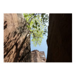 Tree Growing Between Rocks at Zion National Park Poster