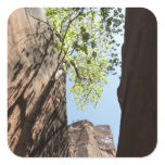 Tree Growing Between Rocks at Zion National Park Square Sticker