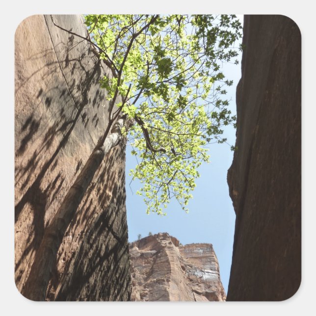 Tree Growing Between Rocks at Zion National Park Square Sticker (Front)