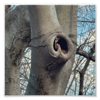 Tree Heart Photo Print