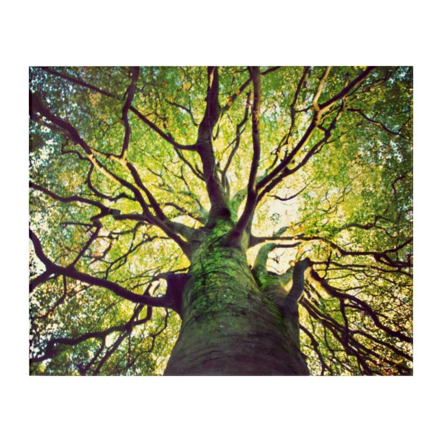 Tree Hugging Acrylic Print (Front)
