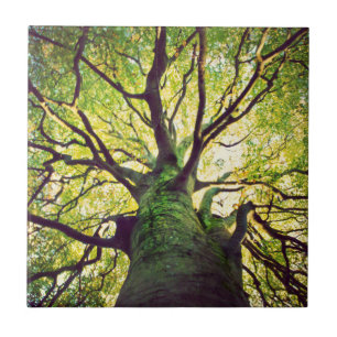 Tree Hugging Ceramic Tile
