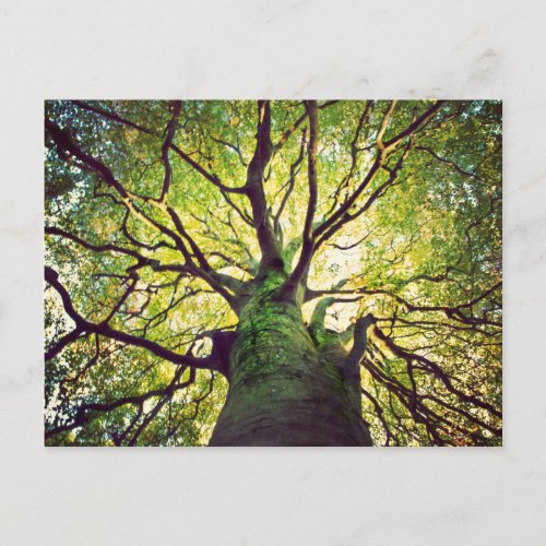 Tree Hugging Postcard
