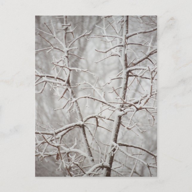 Tree in a Snowstorm Postcard (Front)