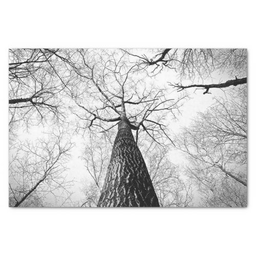 Tree in black and white tissue paper