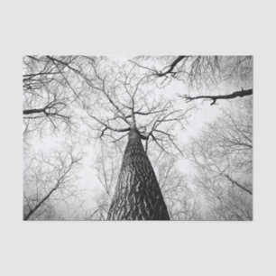 Tree in black and white tissue paper
