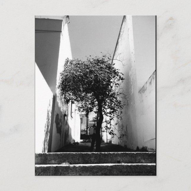 "Tree In Cape Town" JTG Art Postcard (Front)