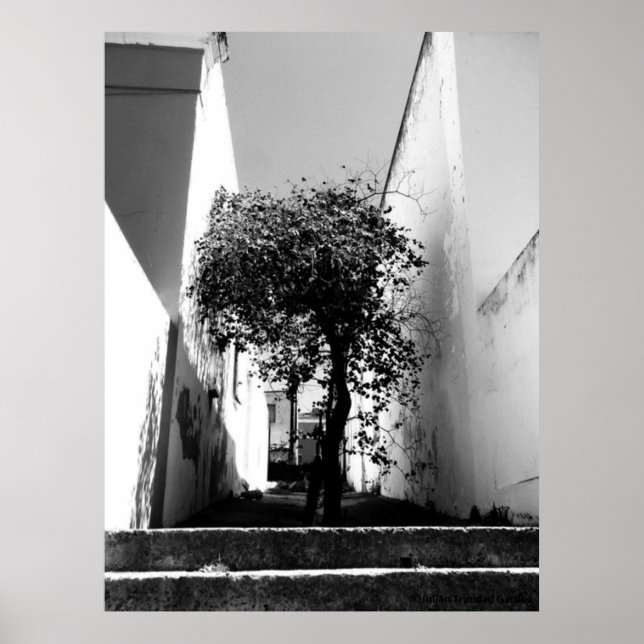 "Tree In Cape Town" JTG Art Poster (Front)