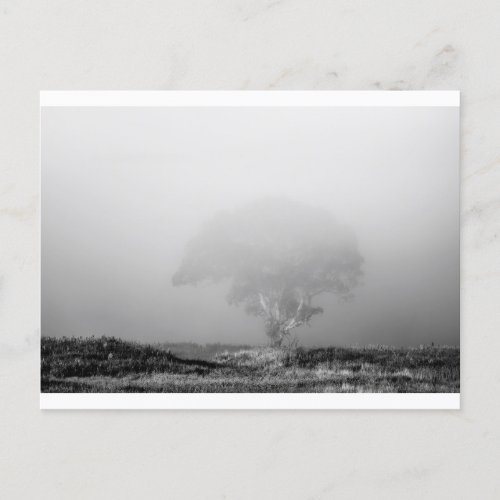 Tree in fog postcard