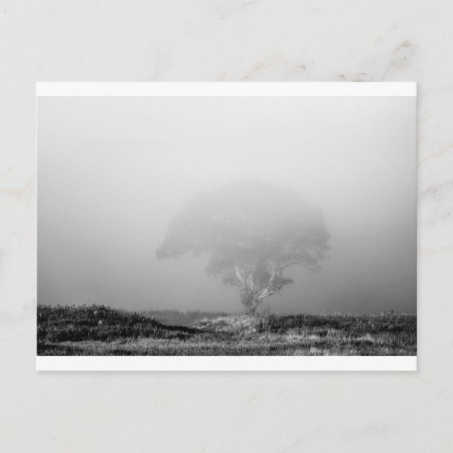 Tree in fog postcard (Front)