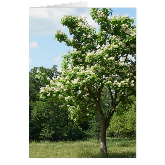 Tree in Full Bloom Cards (Front)