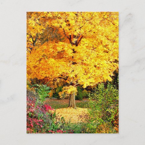 Tree in Gold Postcard