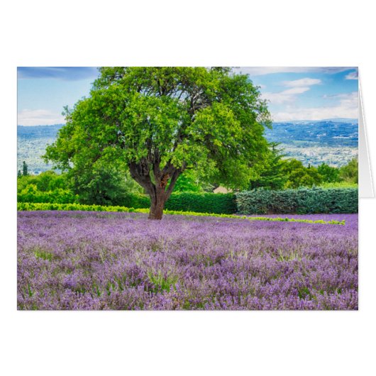 Tree in Lavender Field, France Cards (Front Horizontal)