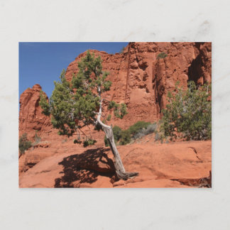 Tree in Sedona, Arizona Postcard